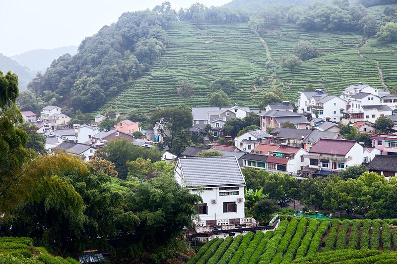 White village houses below steep terraced tea fields and wooded hills.